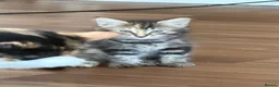Norwegian Forest Cat cats for sale: Ready to leave now  - Advert 3
