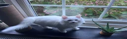 Mixed Breed cats for sale: Turkish angora mix breed in Huddersfield - Advert 6
