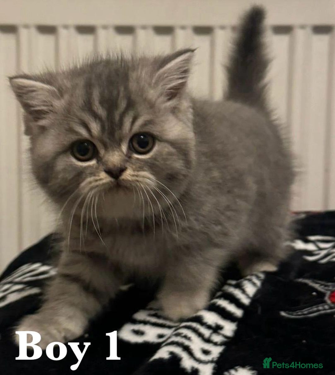 British Shorthair cats for sale: British shorthair X Persian kittens for sale ready - Advert 2