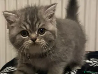 British Shorthair cats British shorthair X Persian kittens for sale ready - Advert 2