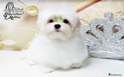 Maltese dogs for sale: Emperatrice Maltese-Korean Line Show Maltese KC Re - Advert 26