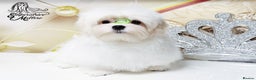 Maltese dogs for sale: Emperatrice Maltese-Korean Line Show Maltese KC Re - Advert 14