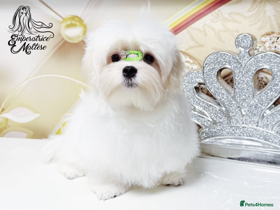 Maltese dogs for sale: Emperatrice Maltese-Korean Line Show Maltese KC Re - Advert 26