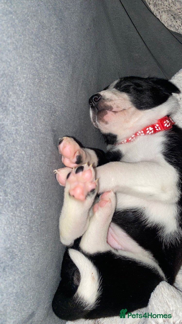 Mixed Breed dogs for sale: Border Collie Cross Pups ready for forever homes in Cairndow - Advert 4