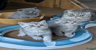 Scottish Fold cats - Advert 9