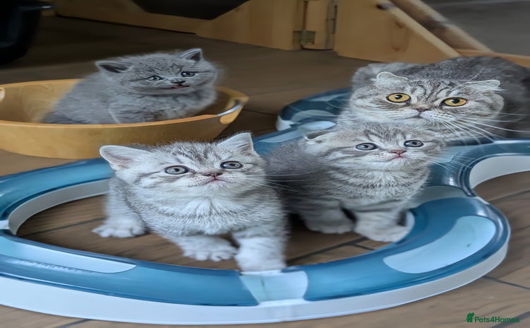 Scottish Fold cats - Advert 2