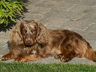 Miniature Dachshund dogs Chocolate & Tan Dapple Long Haired Mini Dachshund - Advert 15