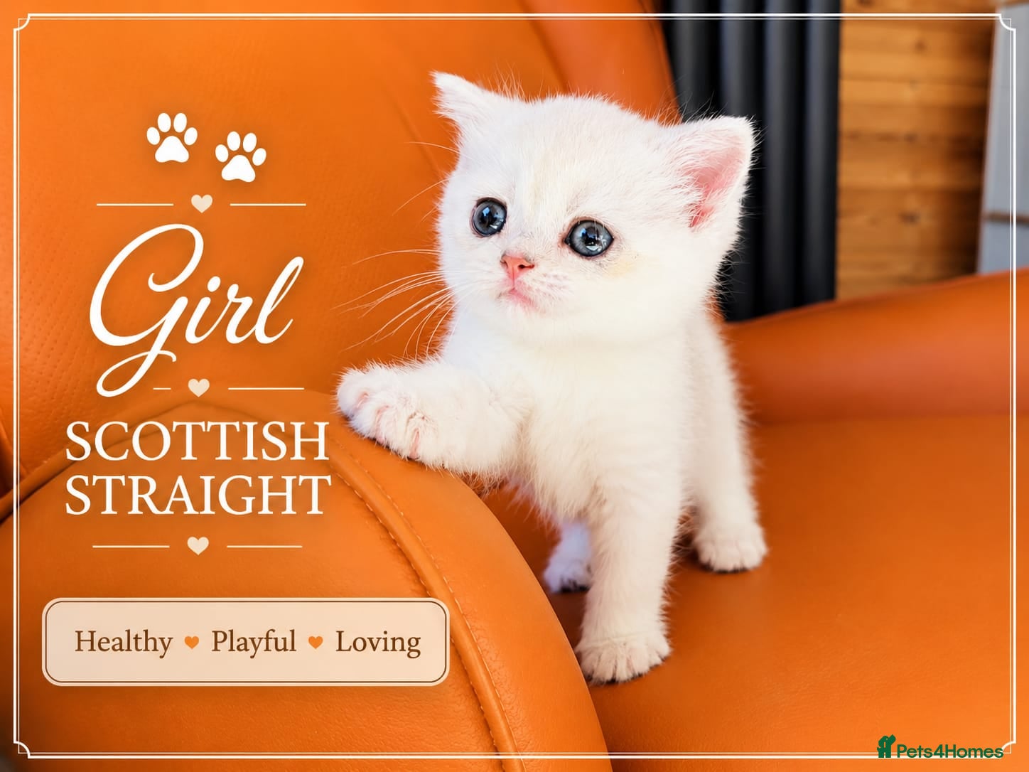 Scottish Fold cats Scotish Fold Kittens - Advert 4