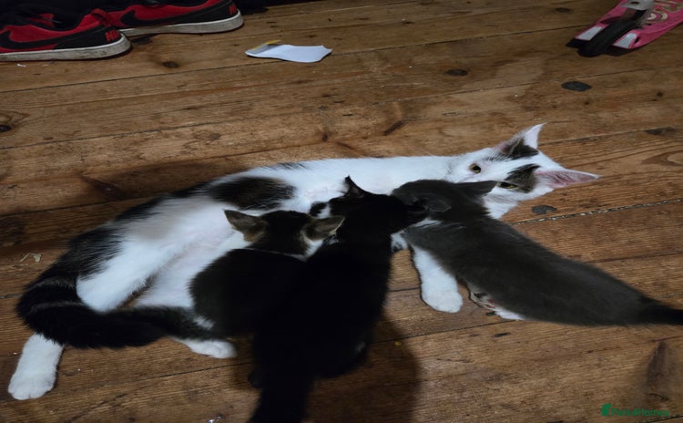 Mixed Breed cats Mixed breed kittens. Ready for homes. - Advert 9