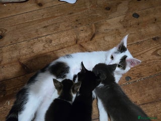 Mixed Breed cats for sale: Mixed breed kittens. Ready for homes. - Advert 1