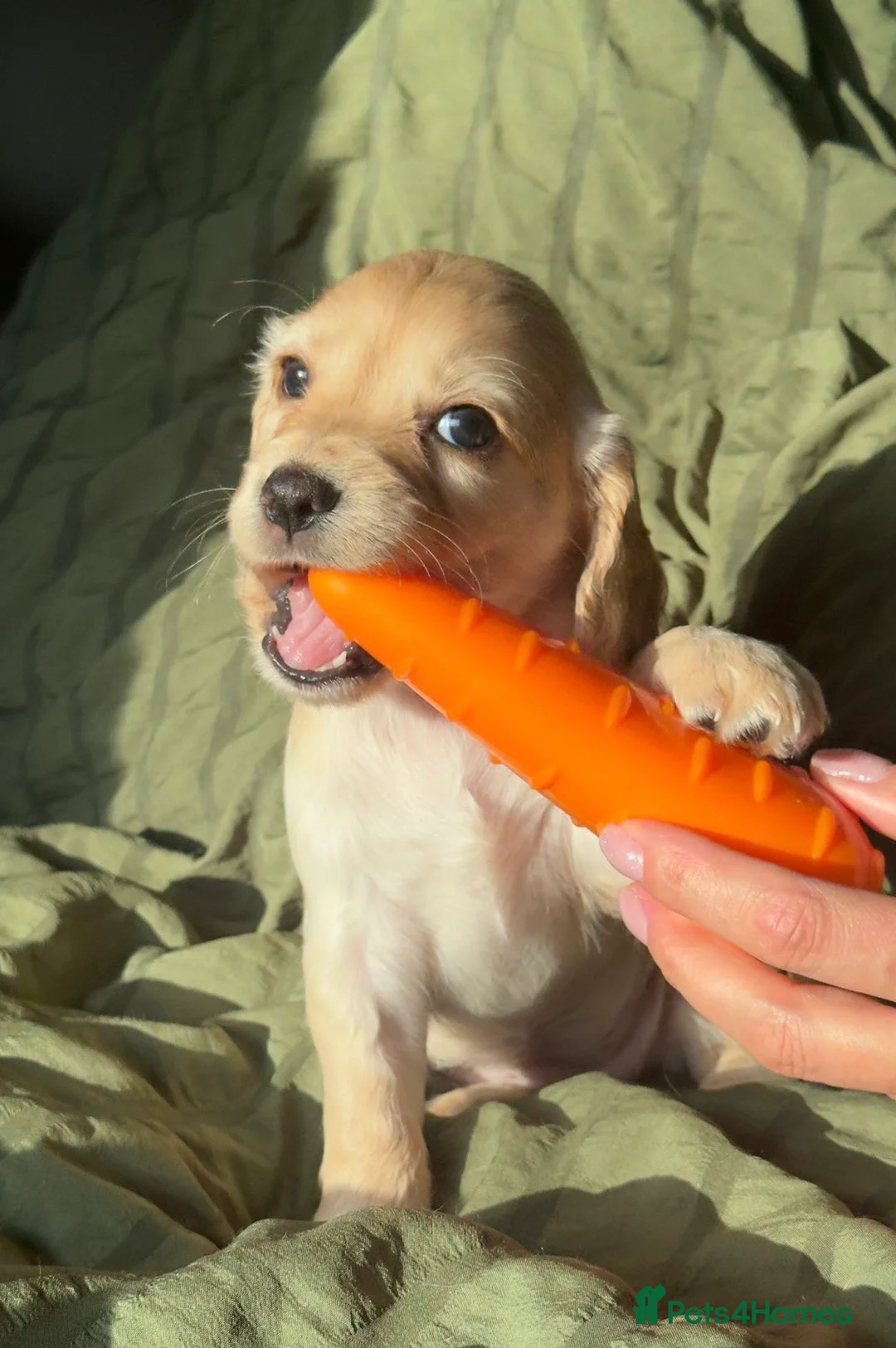 Cocker Spaniel dogs for sale:  Ready now!1 Boy left! KC Working Cocker Spaniels  - Advert 24