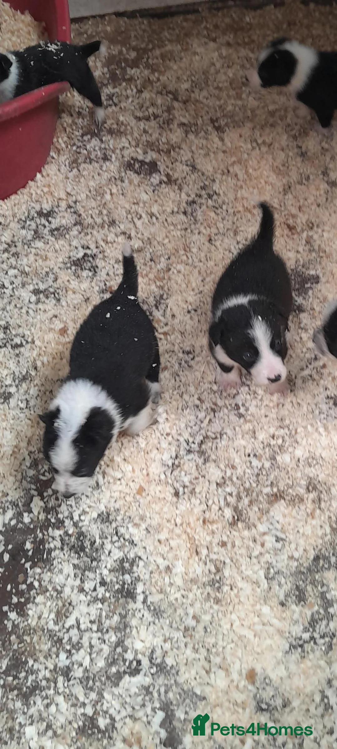 Border Collie dogs for sale: collie pups from working stock  - Advert 2