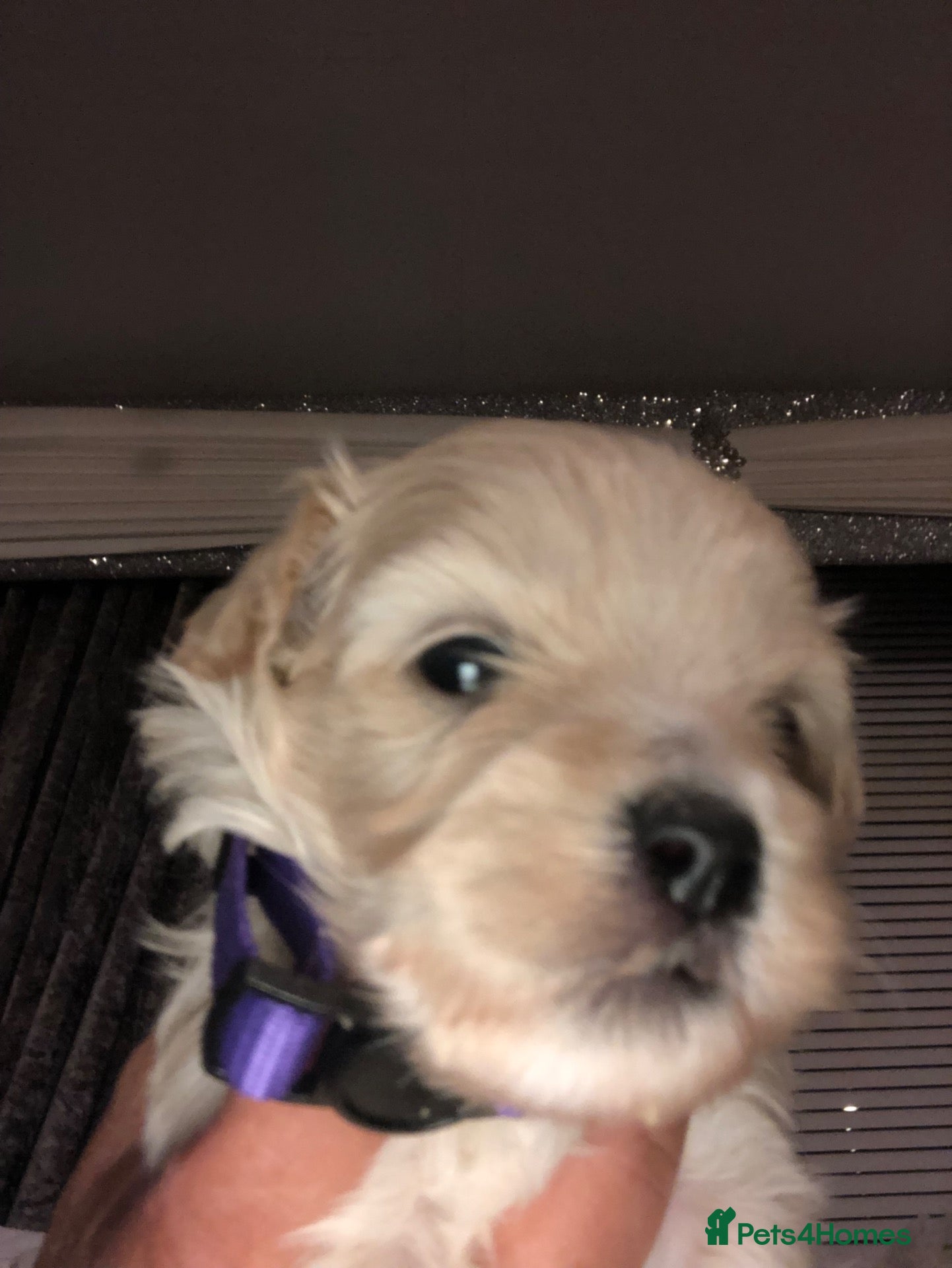 Maltipoo dogs F1 adorable tiny Maltipoo puppies - Advert 12