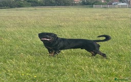 Rottweiler dogs for stud: Proven KC Rottweiler At Stud  in Bacup - Image 10