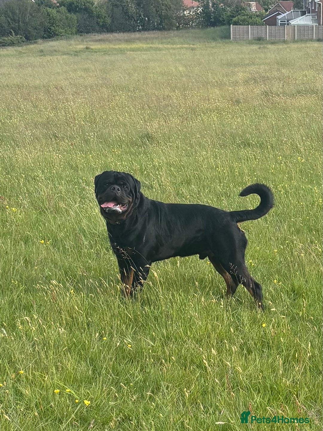 Rottweiler dogs for stud: Proven KC Rottweiler At Stud  in Bacup - Image 10