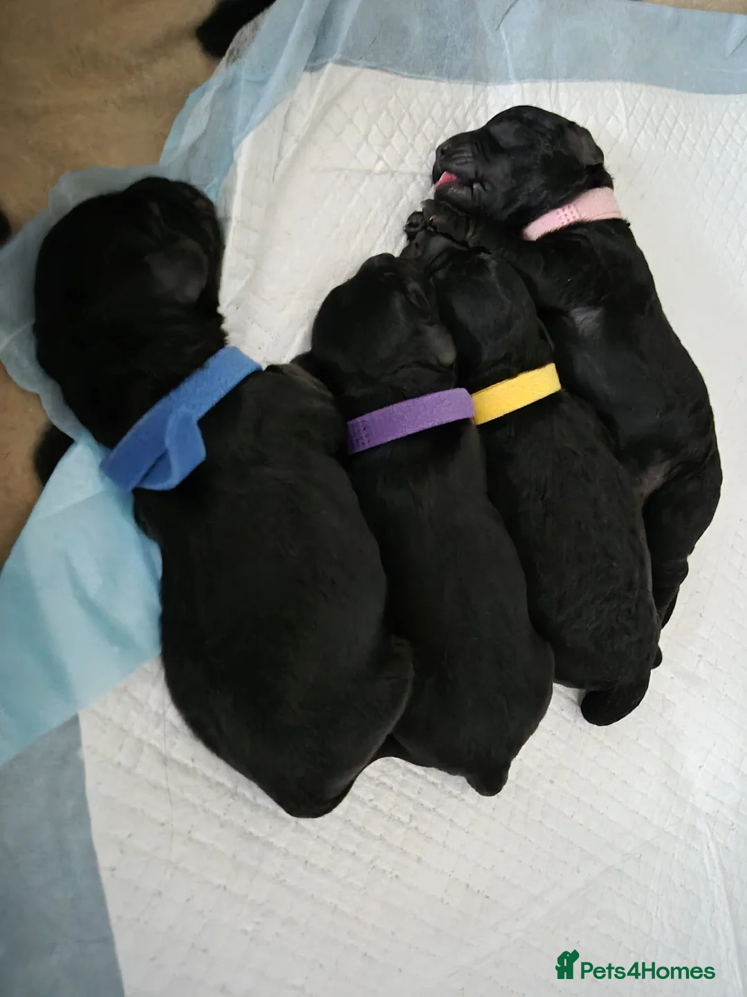 Cockapoo dogs for sale: Poodles for sale - Advert 2