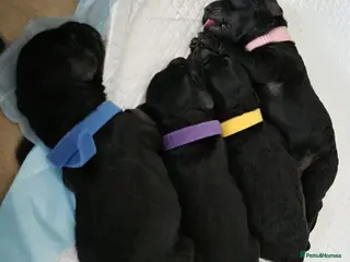 Cockapoo dogs Poodles for sale - Advert 18