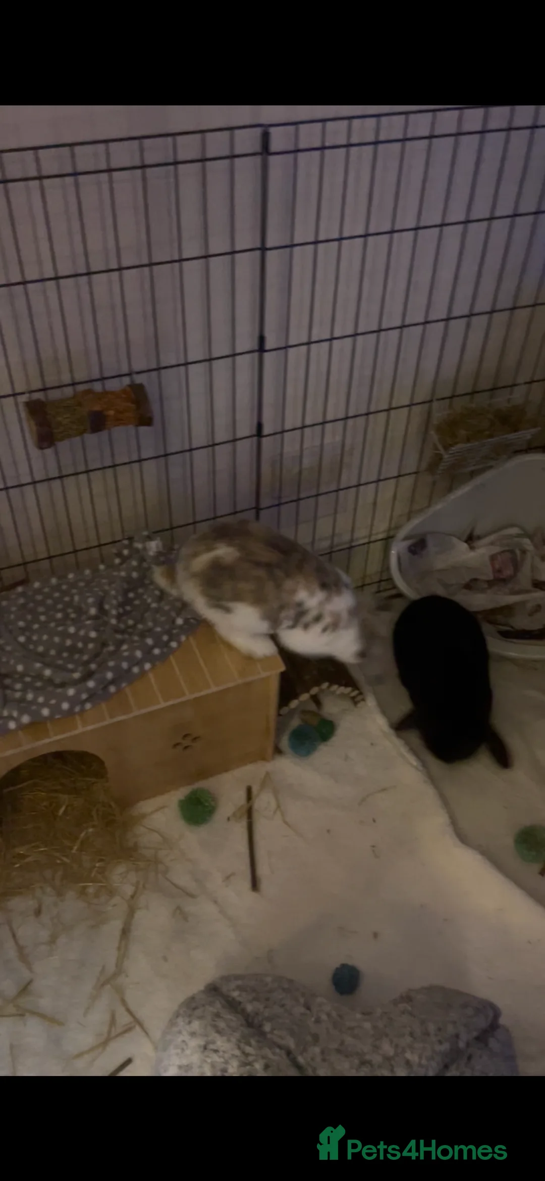 Mixed Breed rabbits for sale: 2 Male Rabbits  - Advert 2