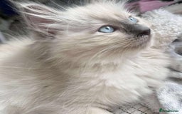 Ragdoll cats for sale: pure ragdoll - Image 1