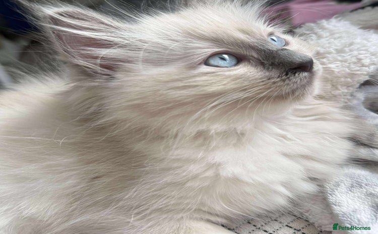 Ragdoll cats - Advert 6
