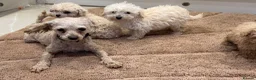 Toy Poodle dogs for sale: Adorable Toy Poodle Puppies – two boys ready now  - Advert 4
