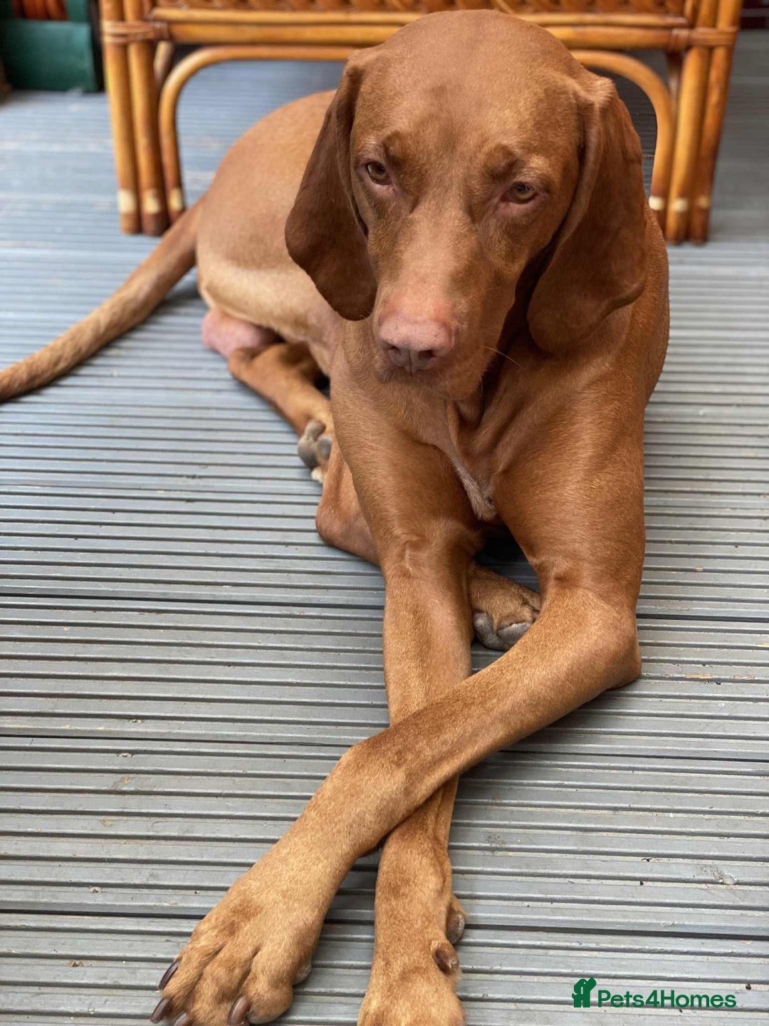 Hungarian Vizsla dogs for sale:  Adorable Vizsla Puppies for Sale🐶😍❤️ - Image 3