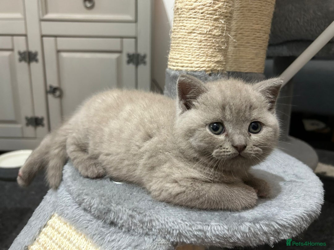 British Shorthair cats for sale: Stunning lilac BSH  - Image 32