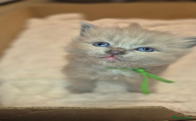 Ragdoll cats - Advert 1