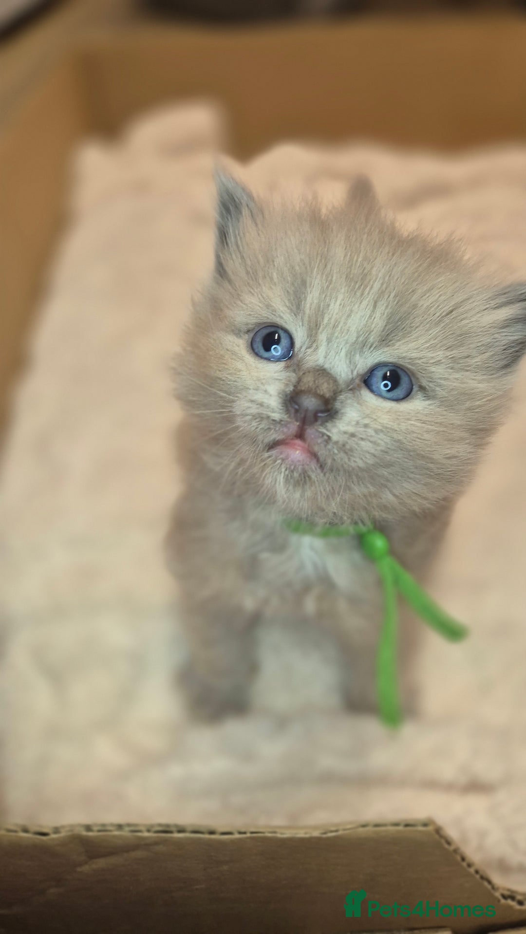 Ragdoll cats for sale: Proven healthy ragdolls 🐾 Sepias & traditionals   - Image 5