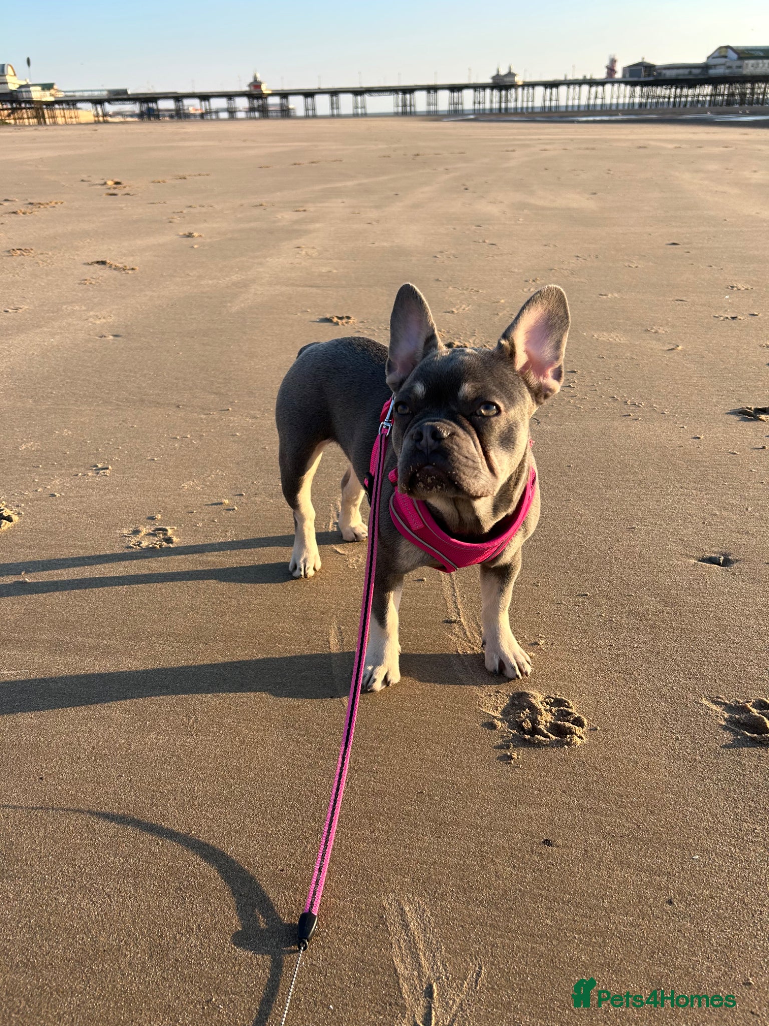 French Bulldog dogs 3 year old female French bulldog  - Advert 2