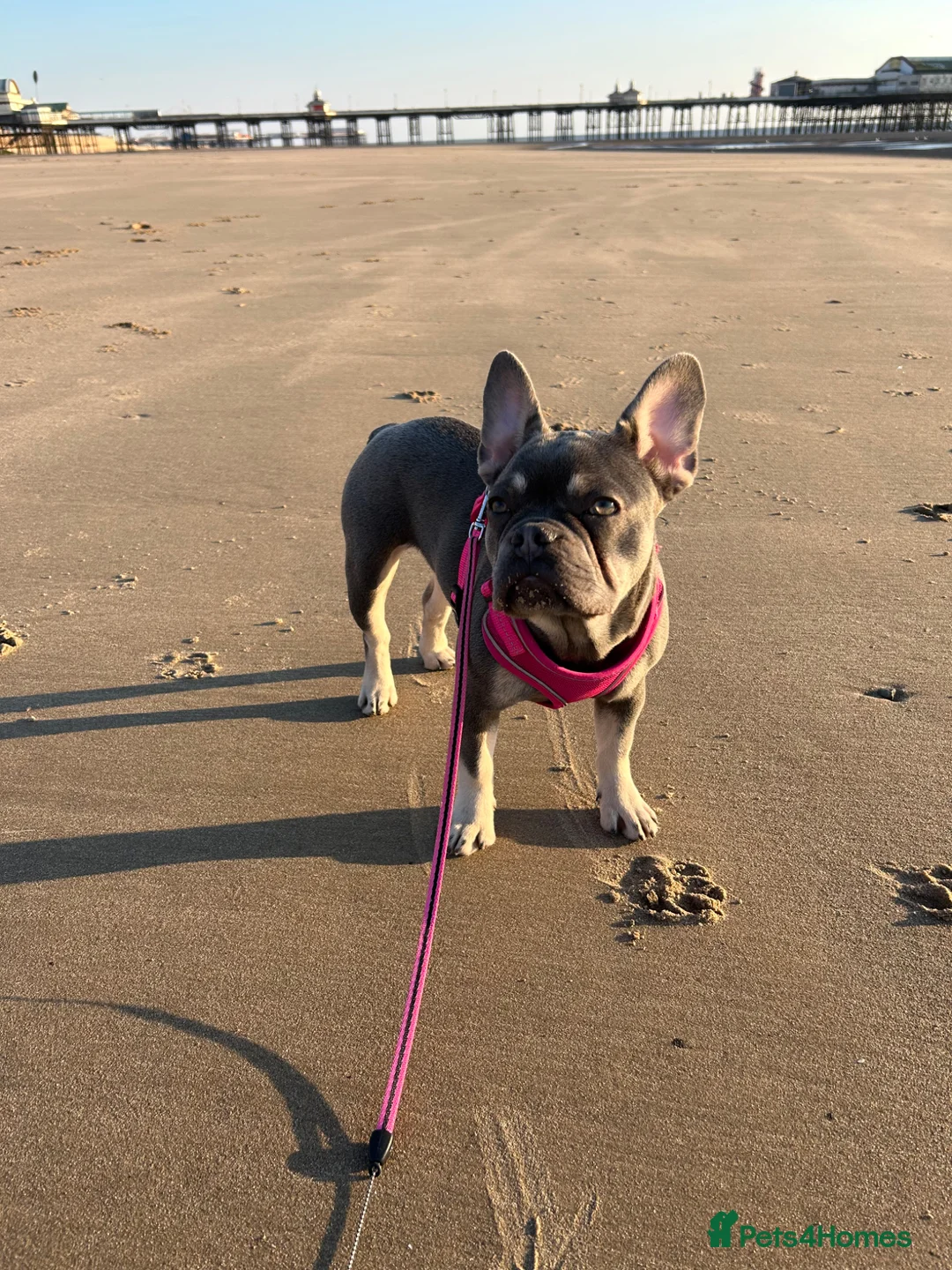 French Bulldog dogs for sale: 3 year old female French bulldog  - Advert 1