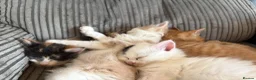 Mixed Breed cats for sale: Male kitten - Advert 8