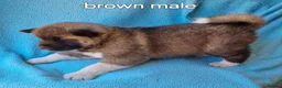 Akita dogs for sale: Akita pups in Middlesbrough - Advert 8