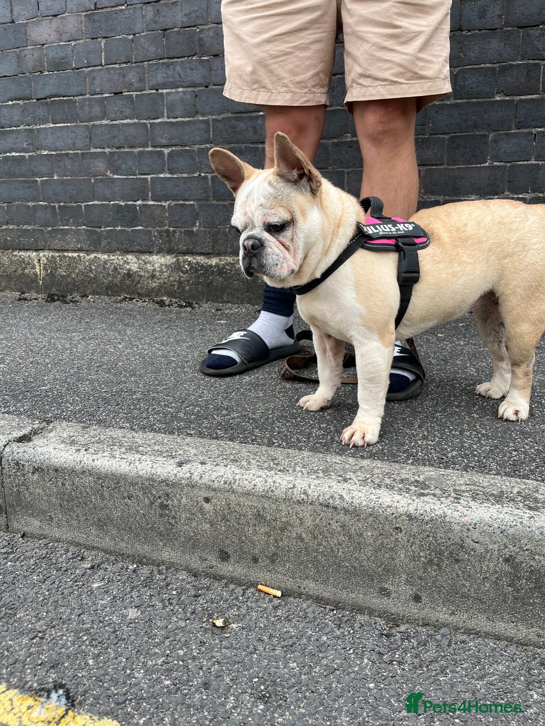 French Bulldog dogs for sale: Beautiful French Bulldog Puppies Available  - Image 8