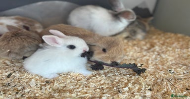 Mini Lop rabbits - Advert 10