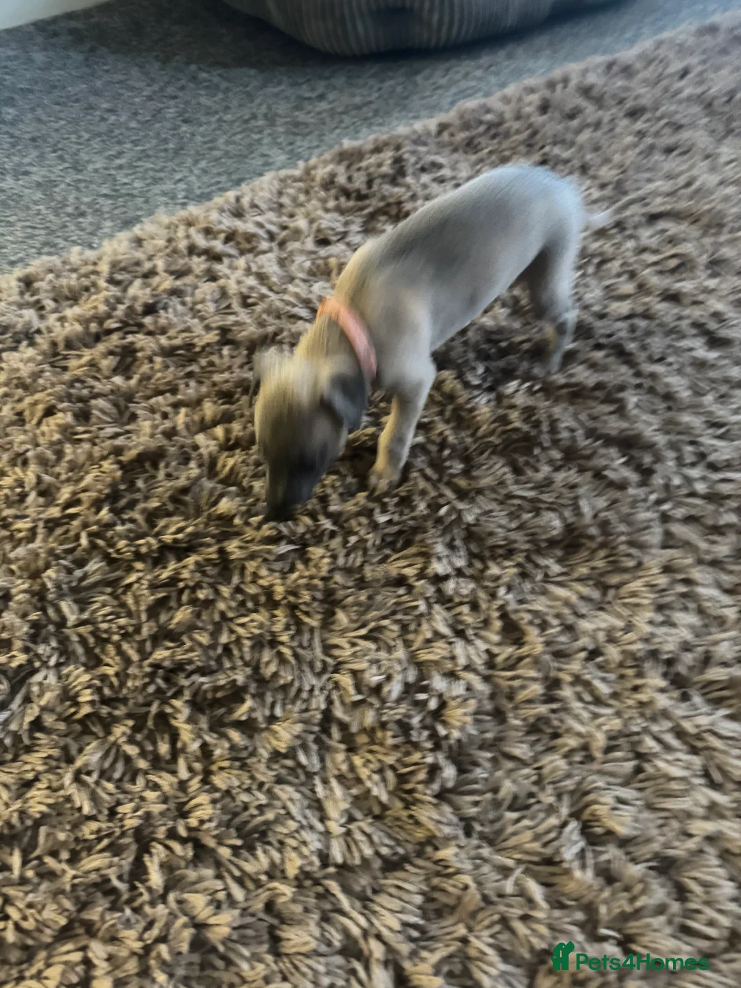 Whippet dogs for sale: KC Reg Rare Blue/Fawn whippets - Advert 14