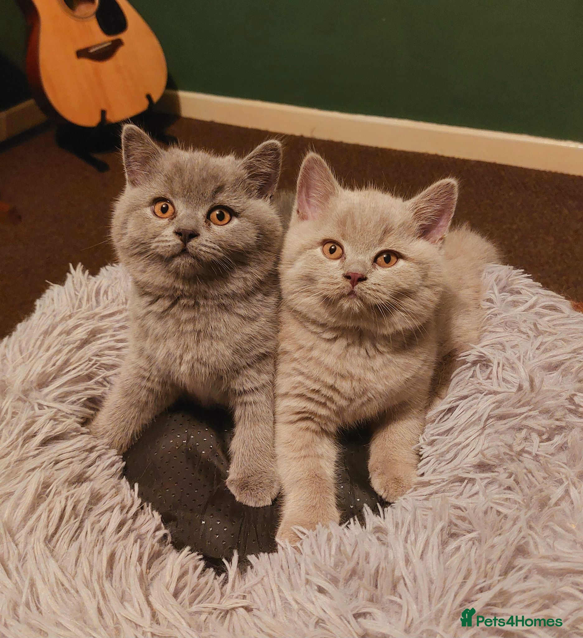 British Shorthair cats ⭐️ GCCF Registered British Shorthair Kittens ⭐️ - Advert 1