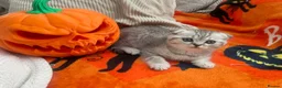Scottish Fold cats for sale: 2 kittens ready now! ❤️ price reduced❤️ - Advert 9