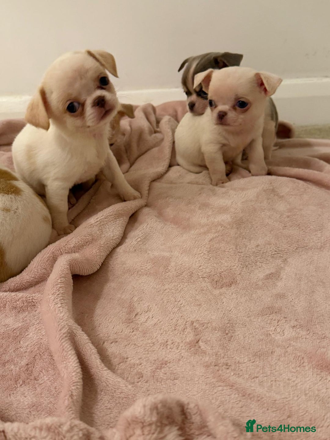 Chihuahua dogs for sale: Kc chihuahua puppies Russian and Ukraine lines - Advert 21