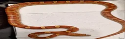 Corn Snake reptiles for sale: Corn snake  100%het palmettos het hypo - Advert 2