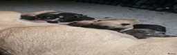 French Bulldog dogs for sale: FRENCH BULLDOG PUPPIES  - Advert 9