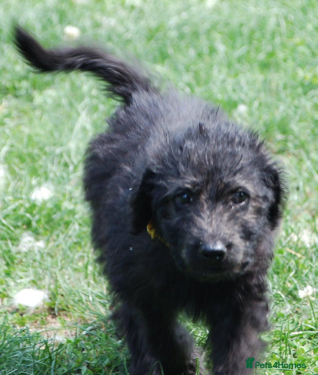 Mixed Breed dogs for sale: F1 Shepadoodle Puppies in Boston - Image 23
