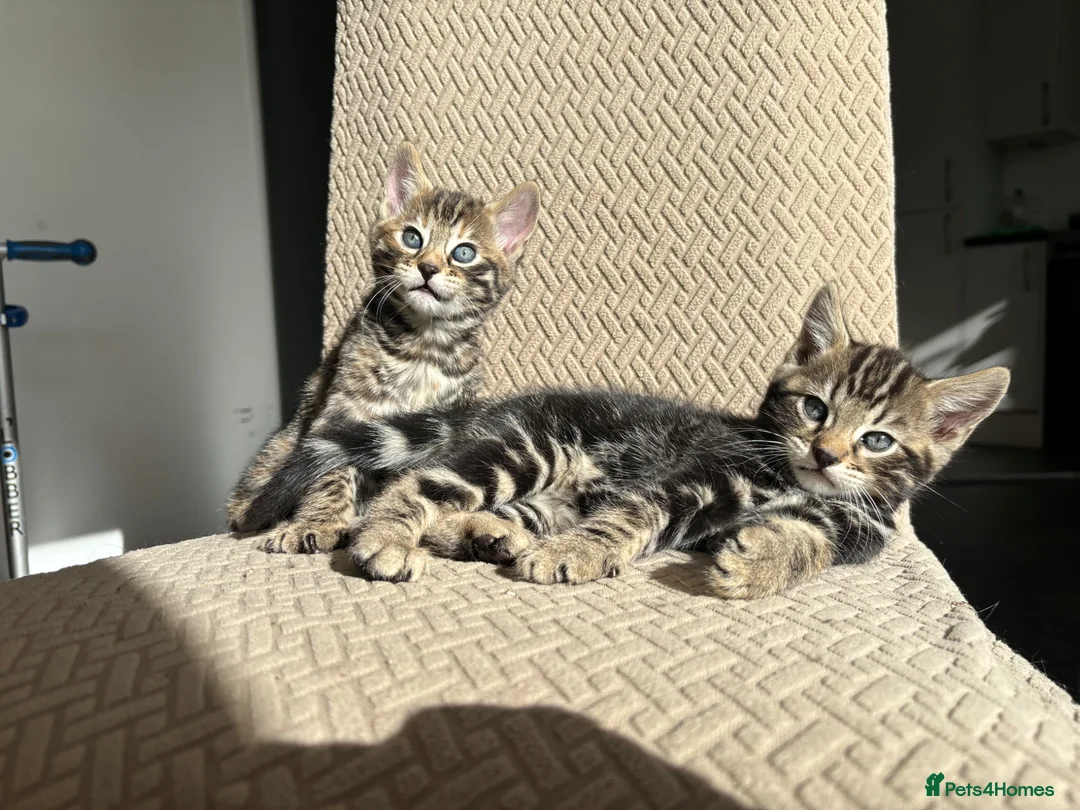 Bengal cats for sale: Stunning bengal kittens  - Advert 2