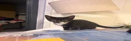 British Longhair cats for sale: Adorable Kittens Looking for Homes! - Advert 4