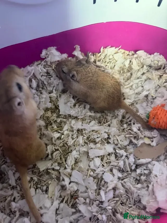 Gerbil rodents 2 Female Mongolian Gerbils + cage + accessories - Advert 2