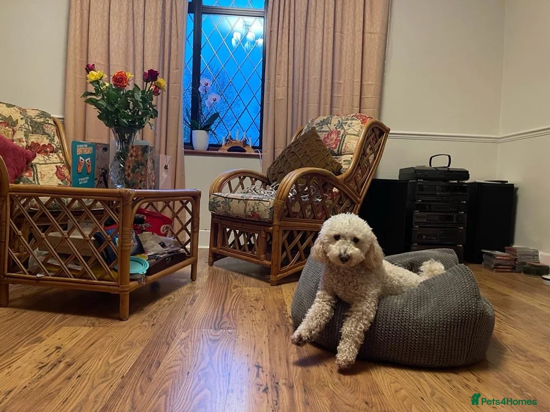 Mixed Breed dogs for stud: Charlie in Broxbourne - Advert 7