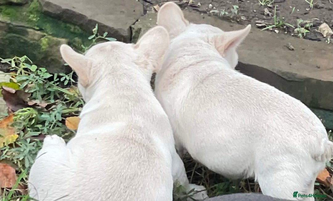 French Bulldog dogs for sale: KC REGISTERED QUALITY FRENCH BULLDOG PUPPIES  - Advert 23