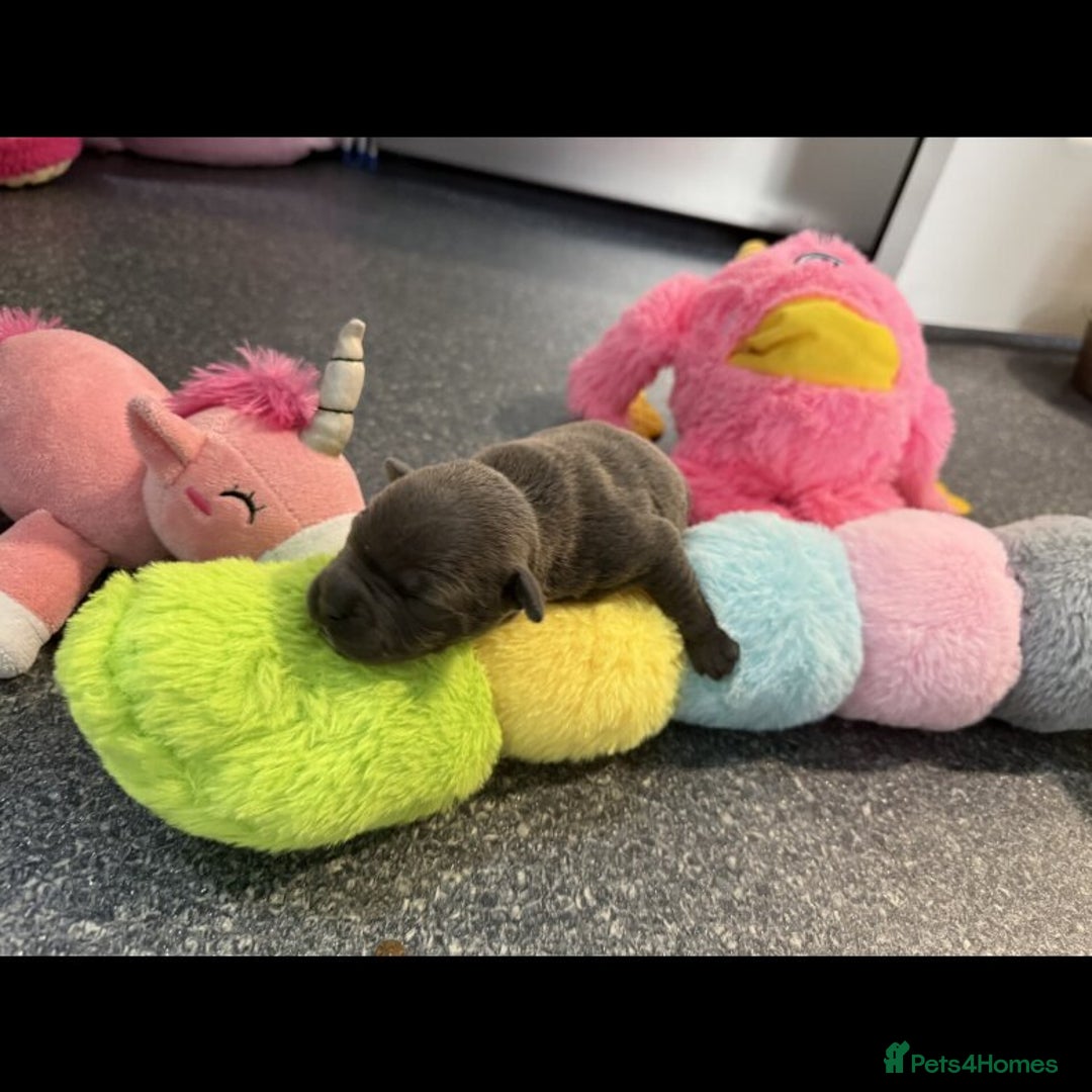 Staffordshire Bull Terrier dogs for sale: Outstanding  %100 Health Tested Staffy Puppies - Advert 9