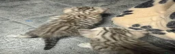 Domestic Shorthair cats for sale: Silver Tabby Kittens  - Advert 4