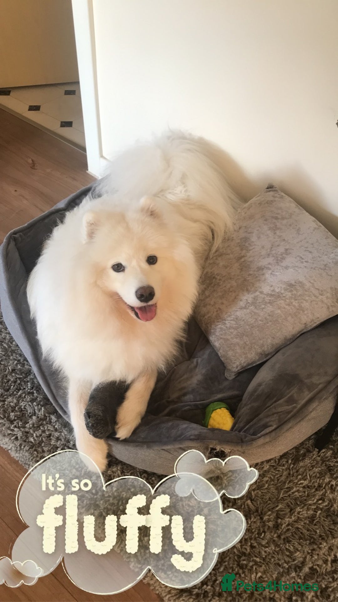 Samoyed dogs for sale: Beautiful Samoyed female  - Advert 4